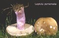 Lepista saeva-amf1460